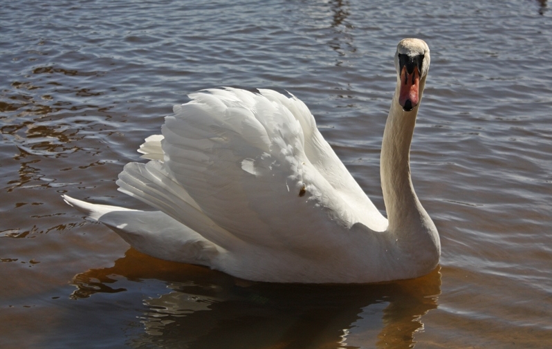 photo "***" tags: nature, 