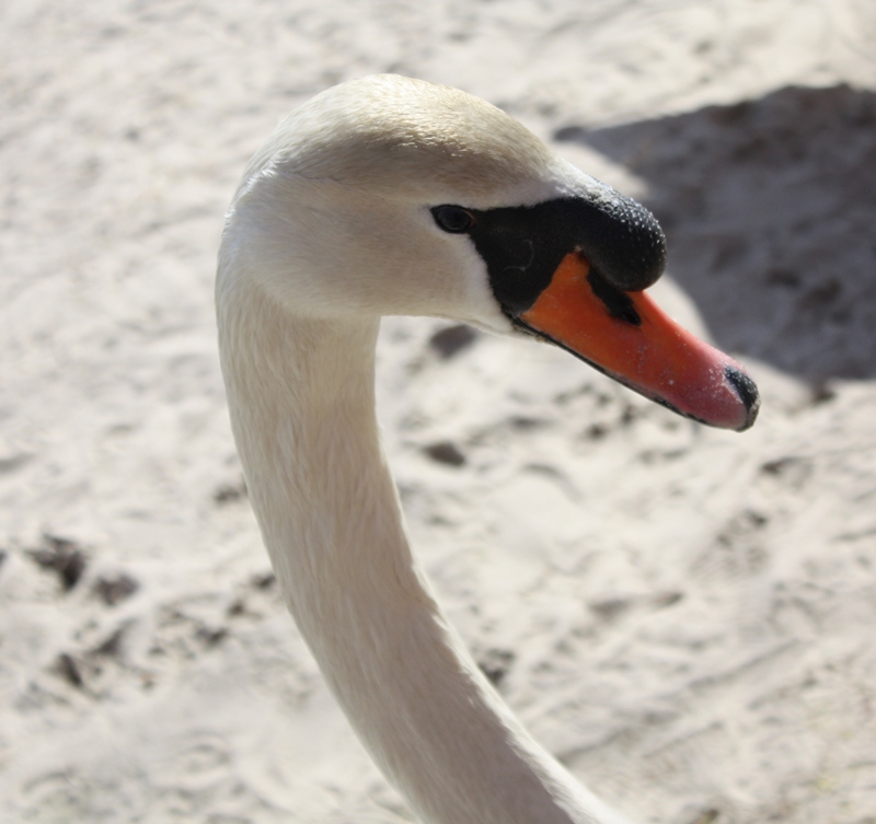 photo "***" tags: portrait, 