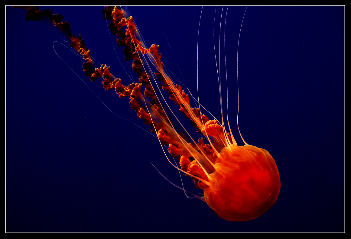 photo "Creatures of the deep blue" tags: underwater, 