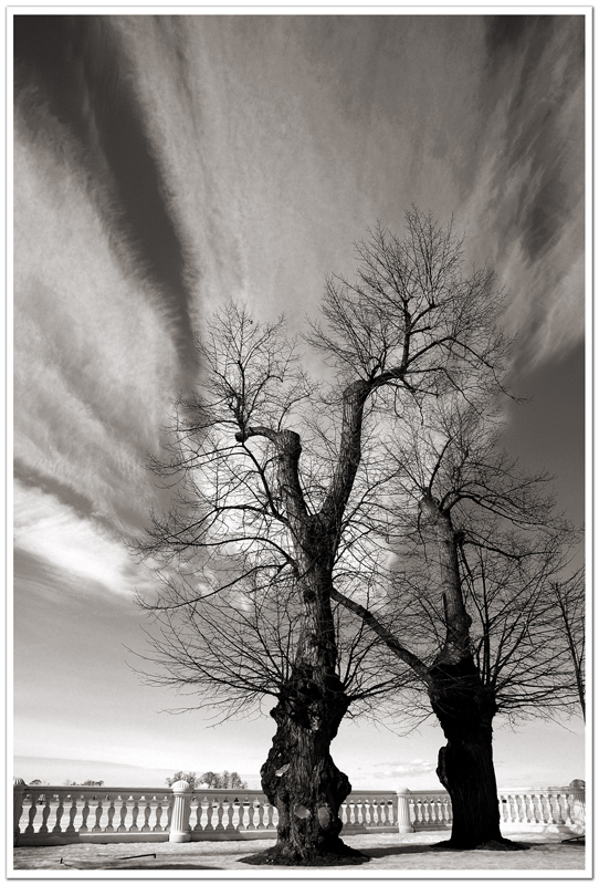 фото "К небу" метки: пейзаж, черно-белые, весна