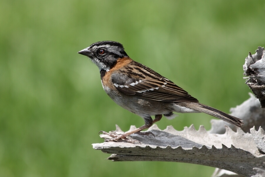 photo "little bird" tags: nature, wild animals