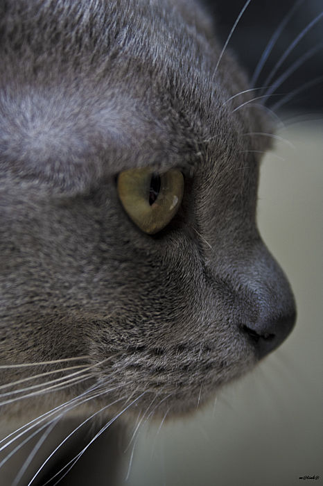 photo "***" tags: nature, pets/farm animals