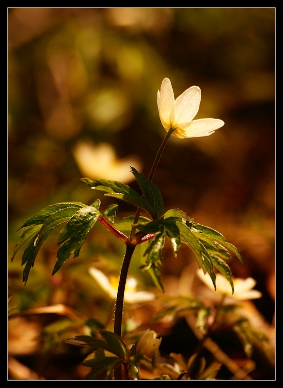 фото "***" метки: природа, 