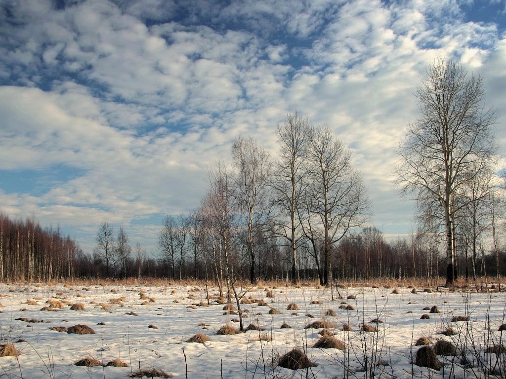 photo "Sity of ants" tags: landscape, spring