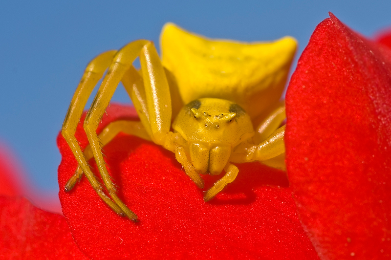 photo "***" tags: nature, macro and close-up, insect