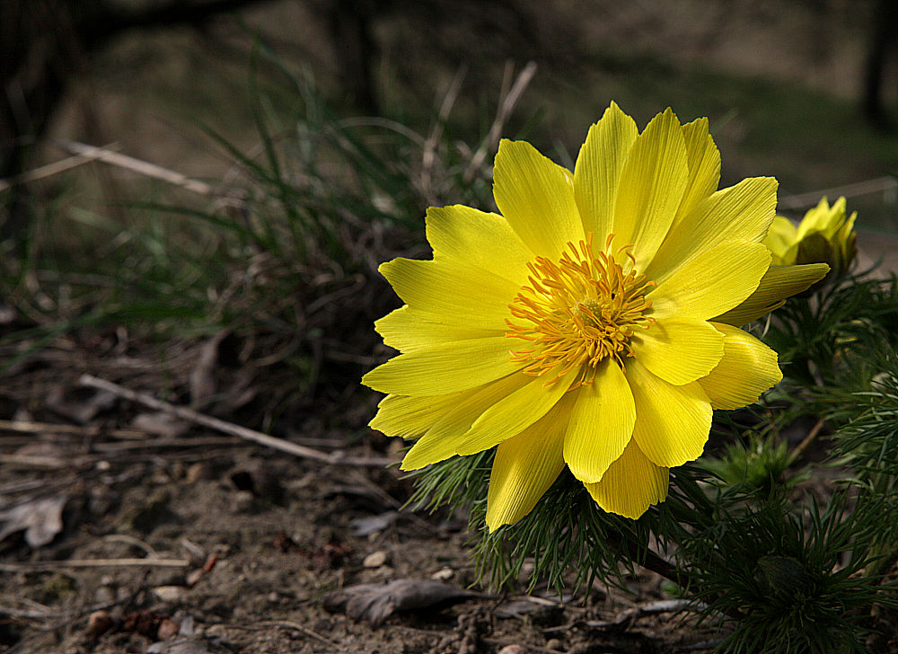 фото "Adonis No.2" метки: природа, цветы