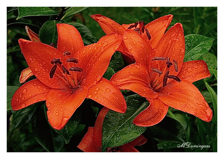 photo "asian lily" tags: nature, flowers