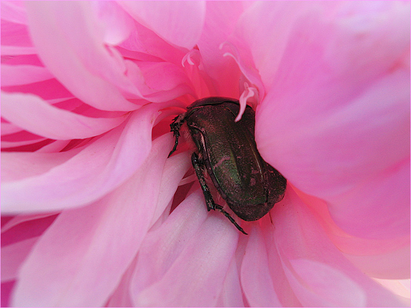 photo "***" tags: nature, glamour, insect