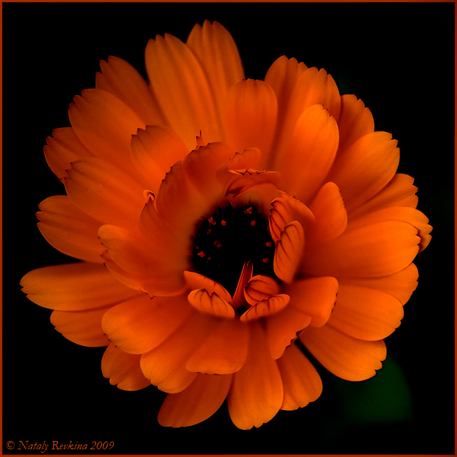 фото "От всей души" метки: природа, цветы