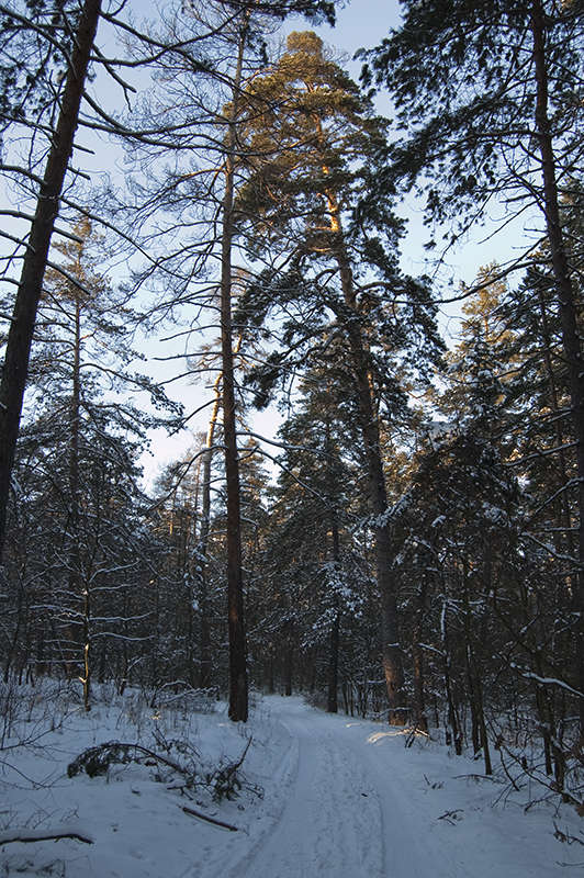 photo "***" tags: landscape, forest, winter