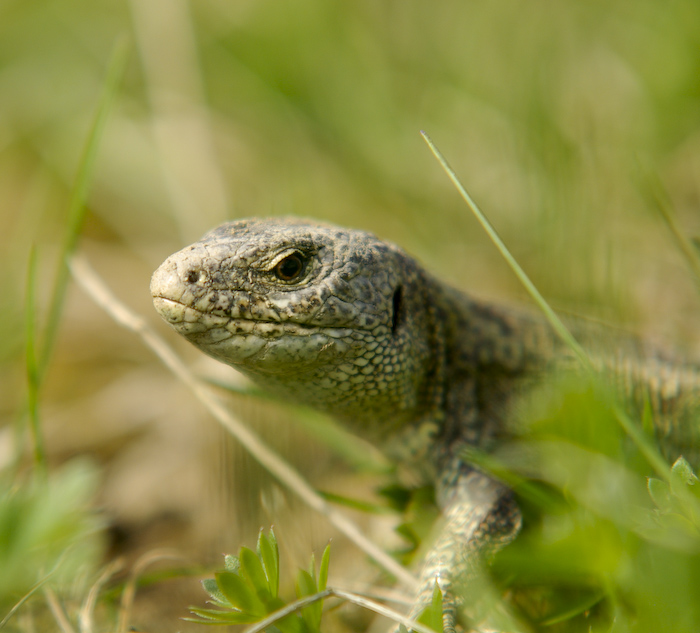 photo "***" tags: nature, wild animals