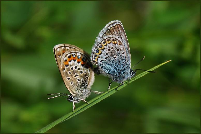 photo "я" tags: nature, macro and close-up, insect