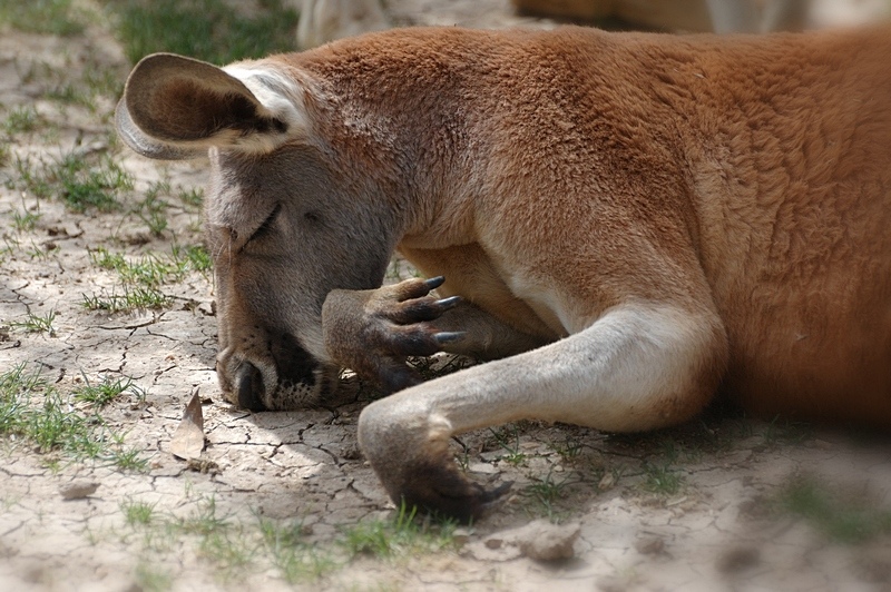 photo "***" tags: nature, wild animals