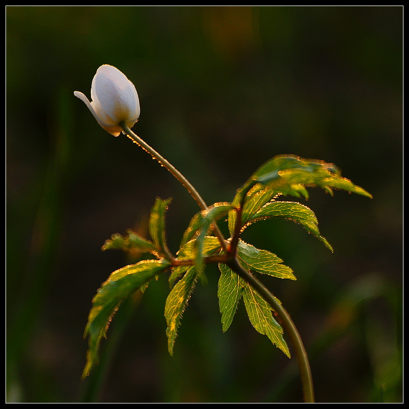 фото "***" метки: природа, 
