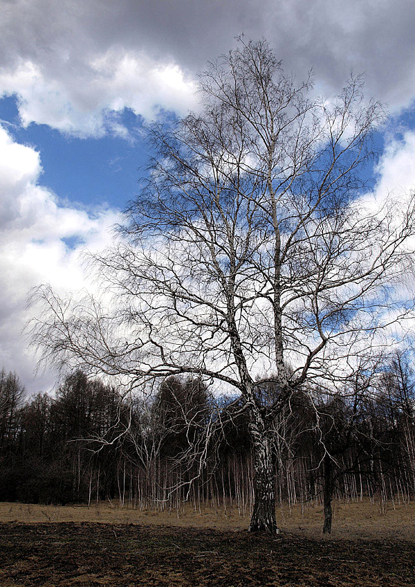 photo "***" tags: landscape, forest, spring