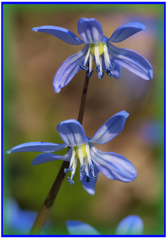 photo "***" tags: macro and close-up, nature, flowers