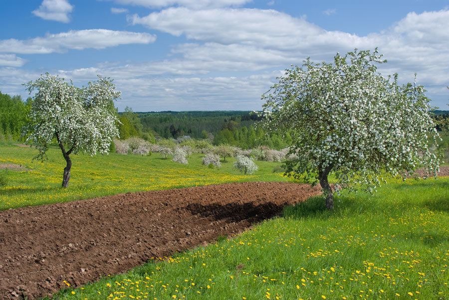 photo "***" tags: landscape, spring