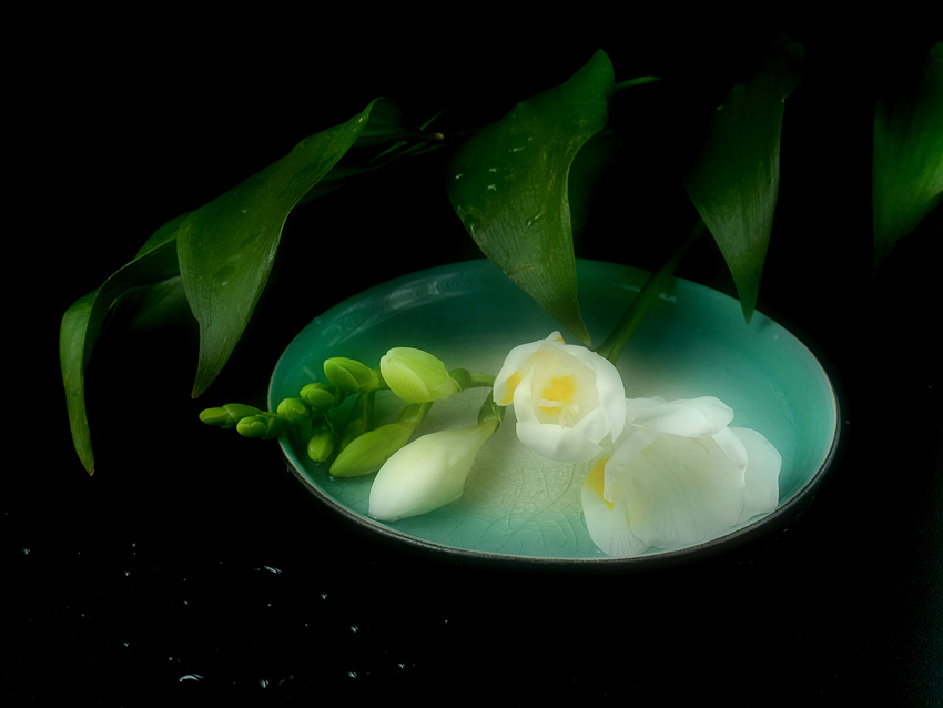 photo "Flower enchantment" tags: still life, 