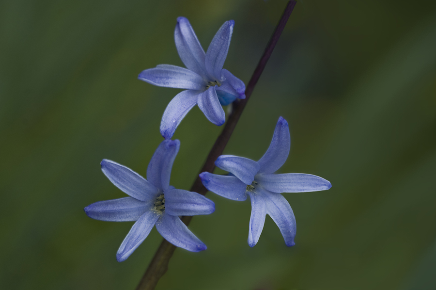 фото "Hyacinthus orientalis" метки: природа, цветы