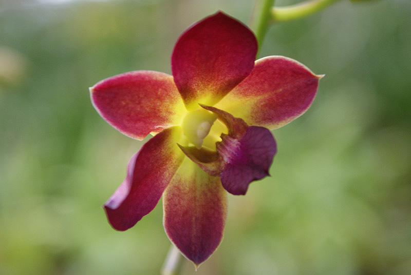 фото "Orchid" метки: природа, 