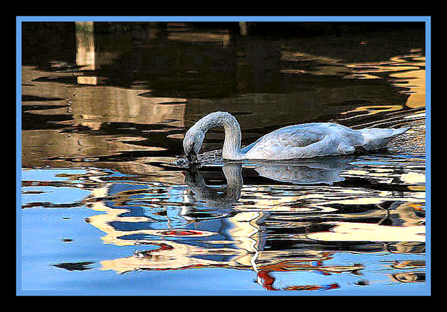 фото "Swan in the river Zaan 1" метки: природа, домашние животные