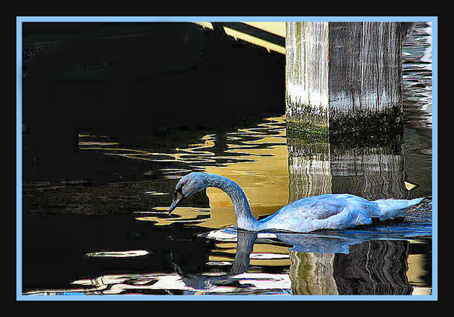 фото "Swan in the river Zaan 2" метки: природа, домашние животные