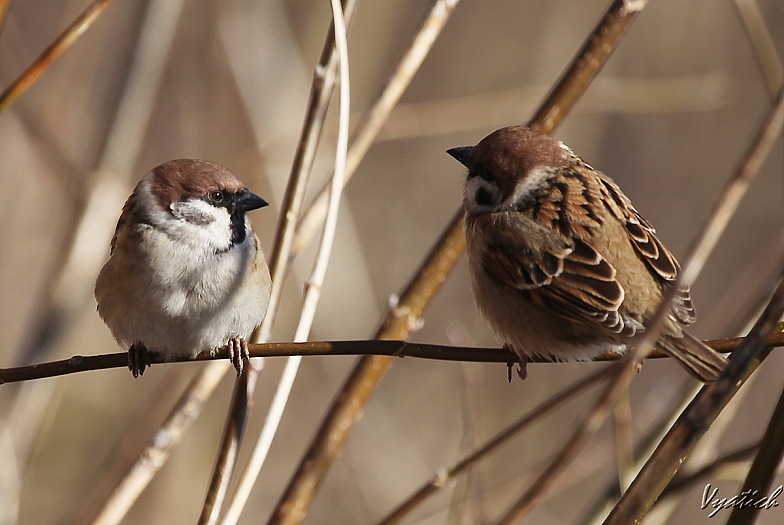 photo "Let's talk?" tags: nature, wild animals