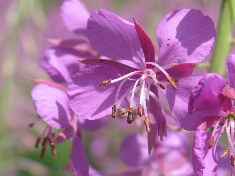 photo "***" tags: macro and close-up, nature, flowers