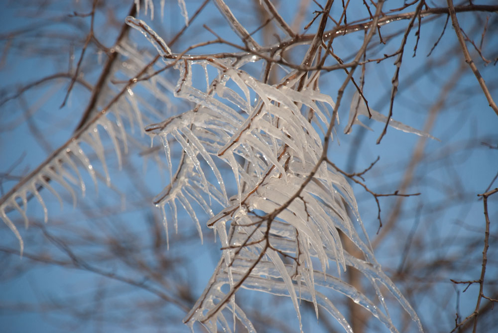 фото "ледяные лапы" метки: пейзаж, природа, зима