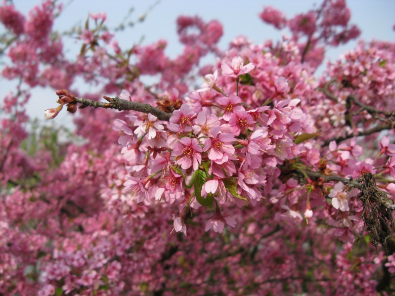 photo "***" tags: nature, flowers