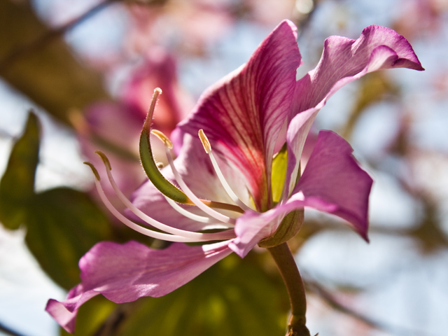photo "***" tags: nature, flowers