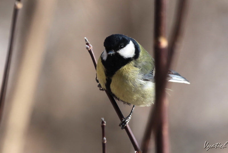 фото "Titmouse" метки: природа, дикие животные