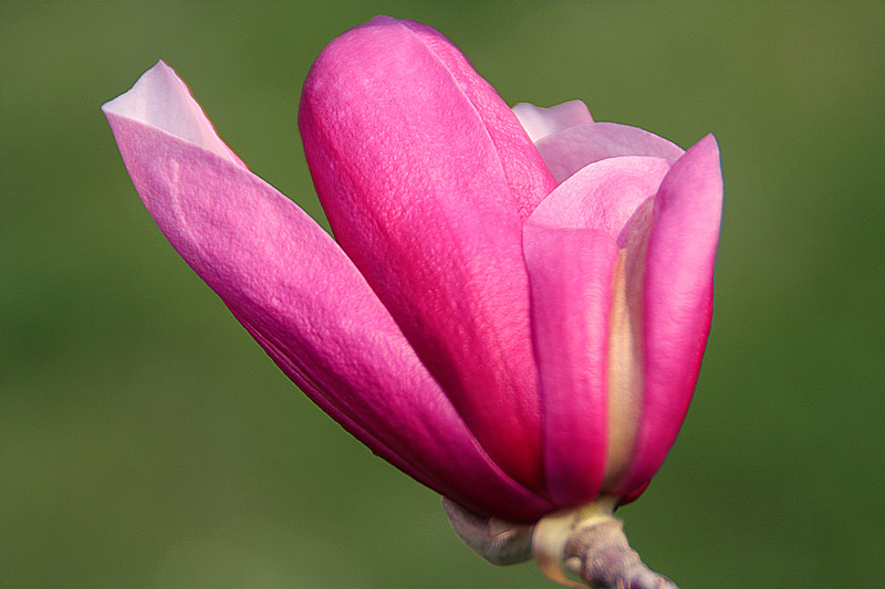 photo "Spring splendor" tags: nature, macro and close-up, flowers