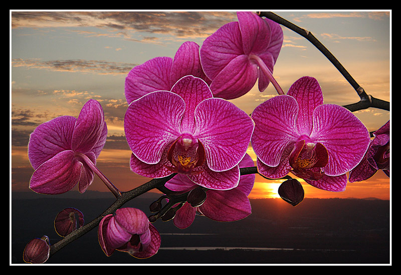 фото "Орхидея" метки: природа, цветы