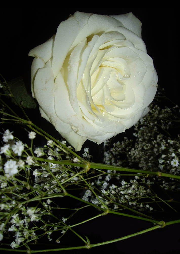 фото "White rose" метки: природа, натюрморт, цветы