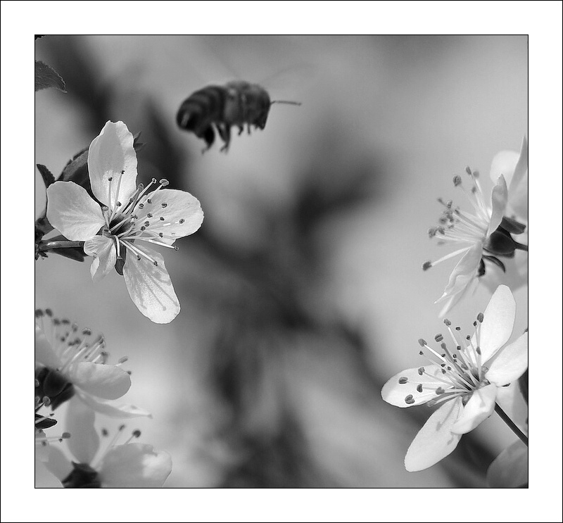 photo "***" tags: nature, flowers