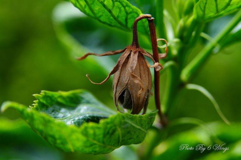 photo "Time To Say Goodbye" tags: nature, flowers