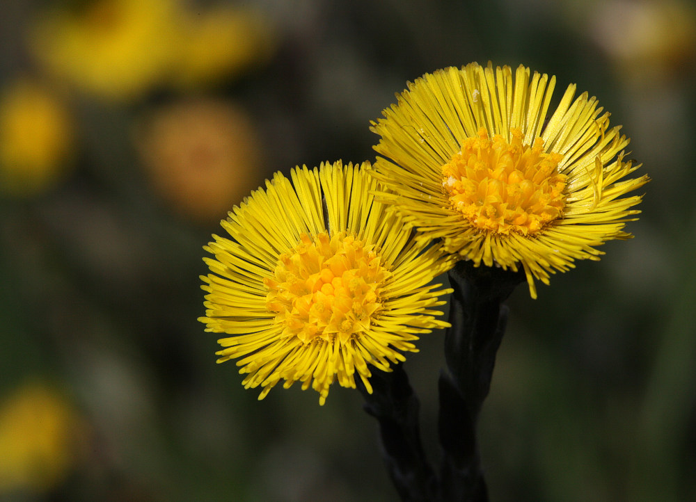 фото "Tussilago farfara" метки: природа, цветы