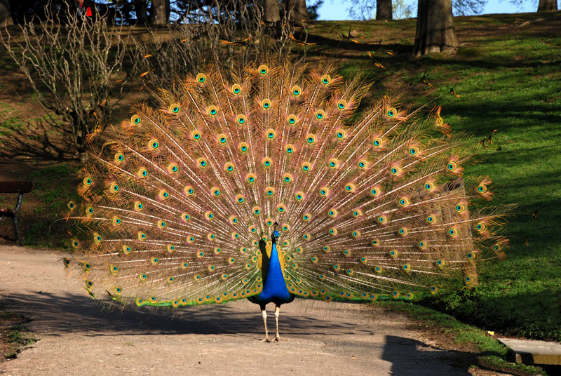 фото "peacock" метки: природа, дикие животные