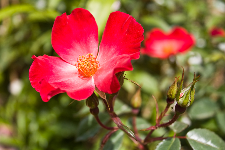 photo "***" tags: nature, flowers
