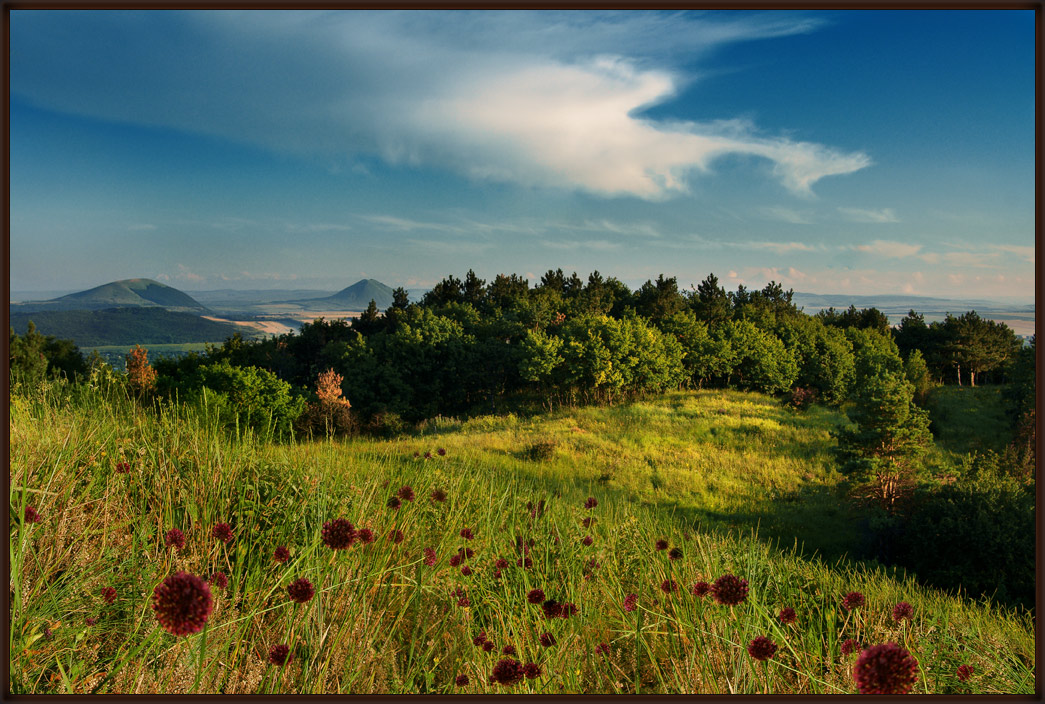 photo "Soon evening..." tags: landscape, forest