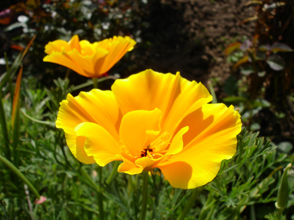 photo "***" tags: nature, macro and close-up, flowers