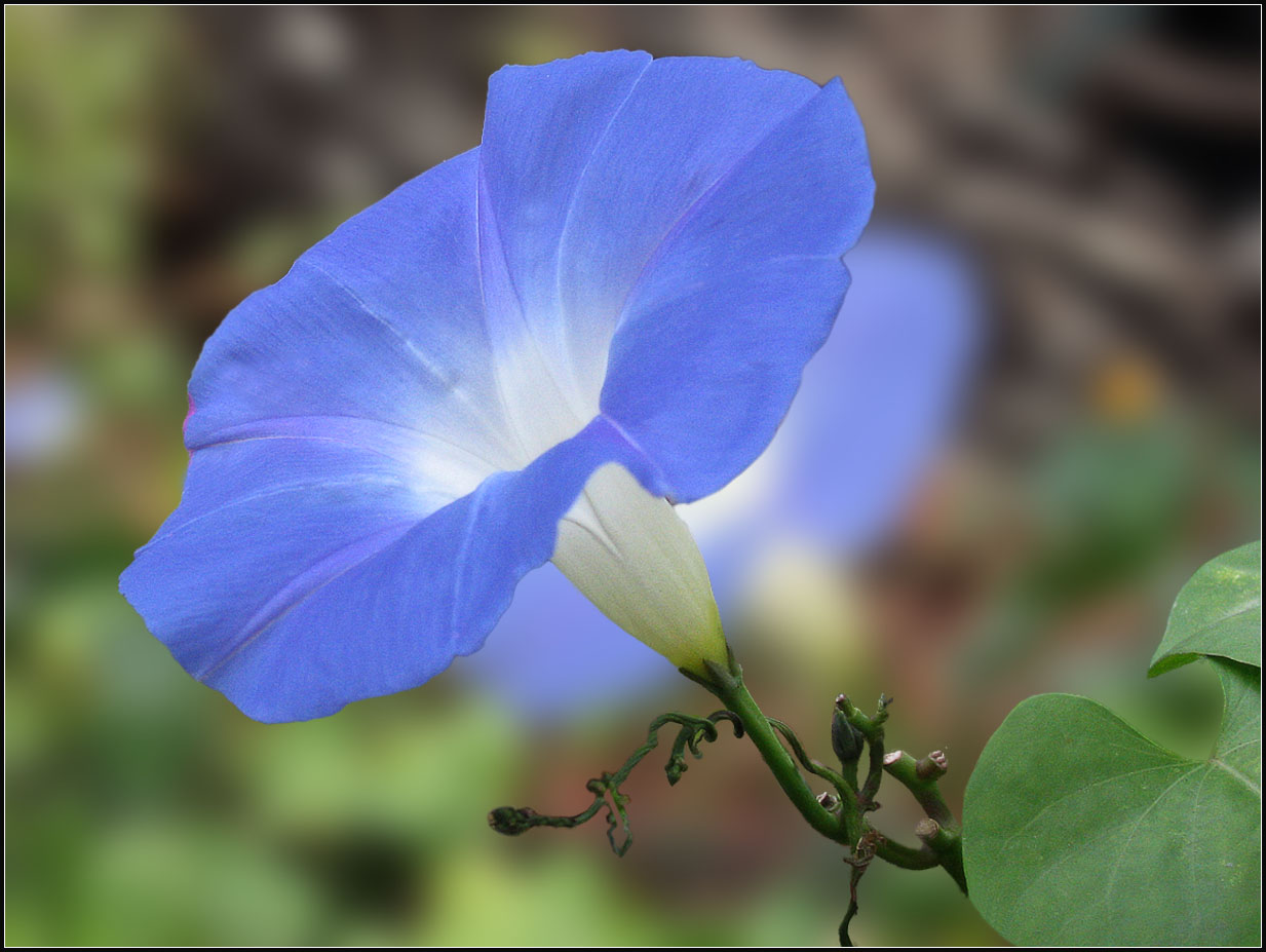 фото "Ипомея голубая" метки: природа, цветы