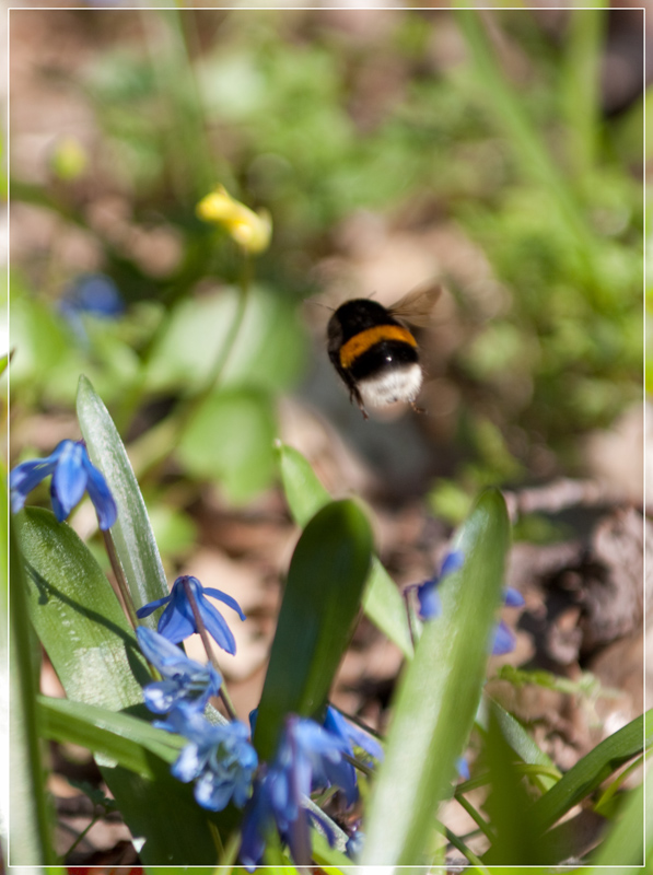 photo "***" tags: landscape, forest, spring