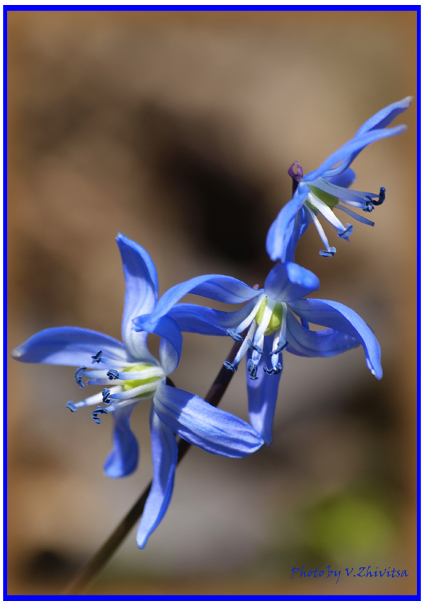 photo "***" tags: macro and close-up, nature, flowers