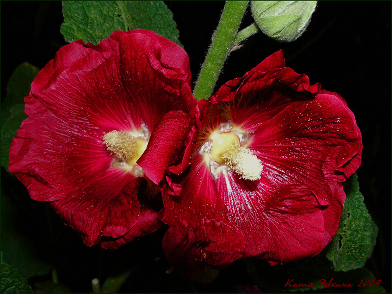 photo "malva" tags: nature, macro and close-up, flowers