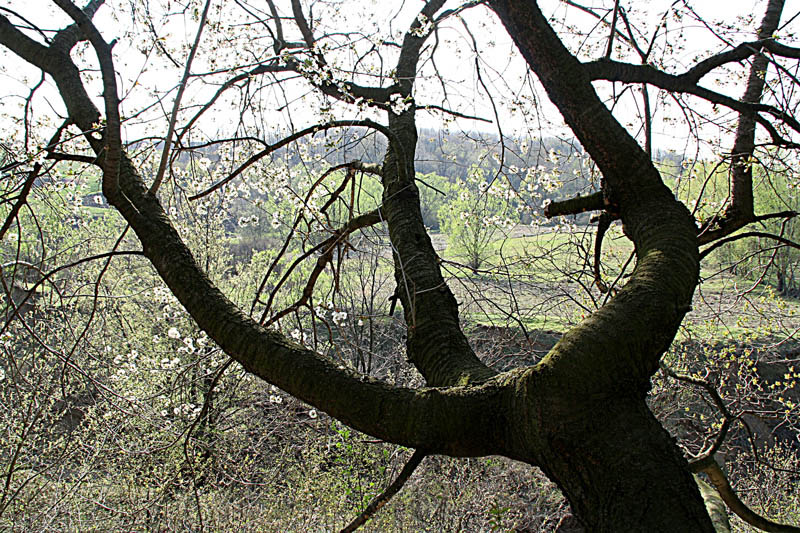 photo "Trident" tags: landscape, forest, spring
