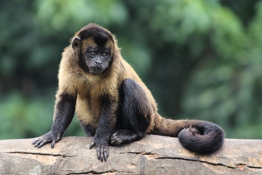 photo "politician" tags: nature, wild animals
