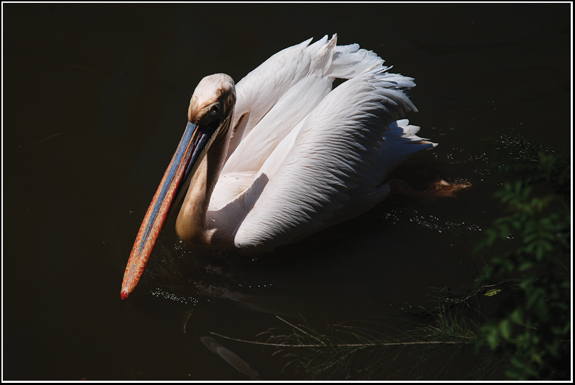 photo "***" tags: nature, wild animals