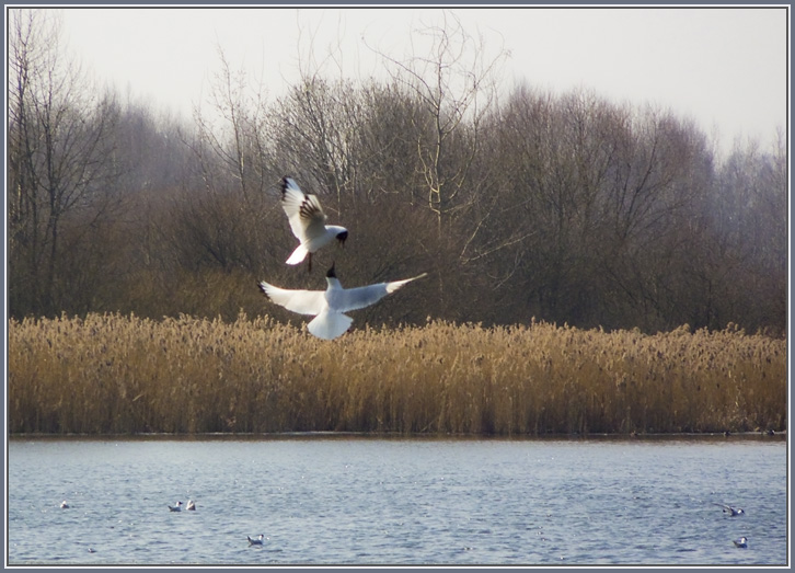 photo "Spring Dance" tags: nature, landscape, water, wild animals